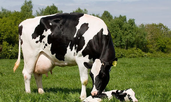کیفیت آب مصرفی برای گاو شیری